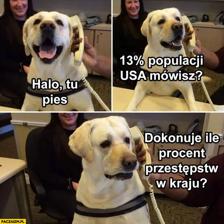 
    Halo tu pies, 13% procent populacji USA mówisz dokonuje ile procent przestępstw w kraju? Zdziwiony