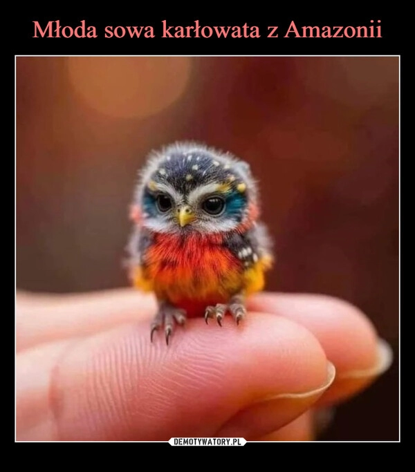 
    Młoda sowa karłowata z Amazonii