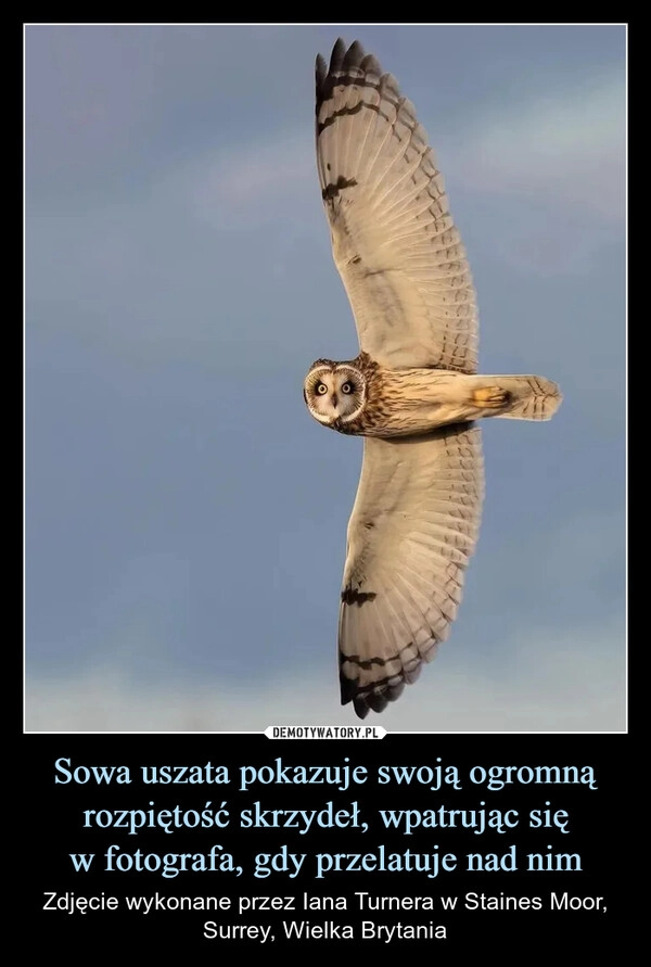 
    Sowa uszata pokazuje swoją ogromną rozpiętość skrzydeł, wpatrując się
w fotografa, gdy przelatuje nad nim