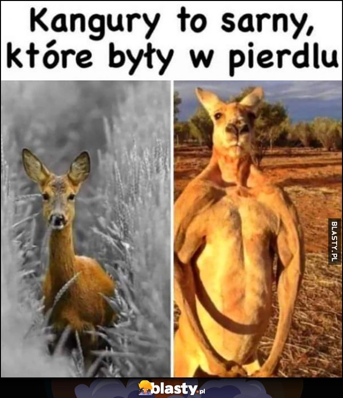 
    Kangury to sarny, które były w pierdlu