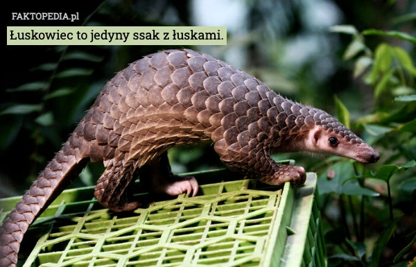 
    Łuskowiec to jedyny ssak z łuskami.