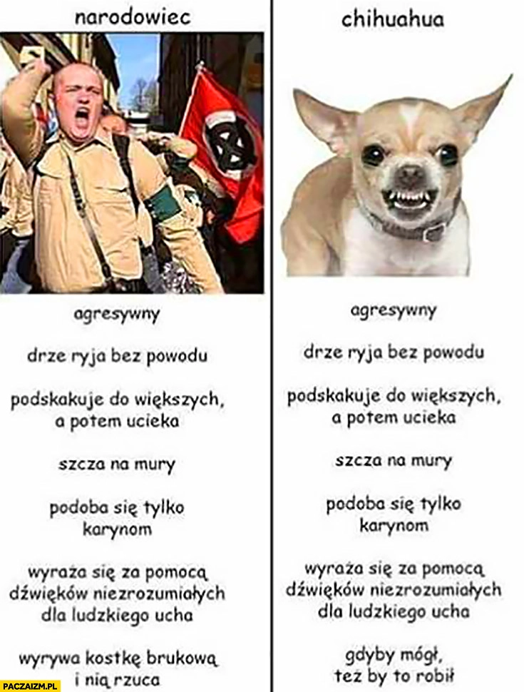 
    Narodowiec chihuahua porównanie: agresywny, drze ryja bez powodu, podskakuje, szcza na mury, podoba się tylko Karynom