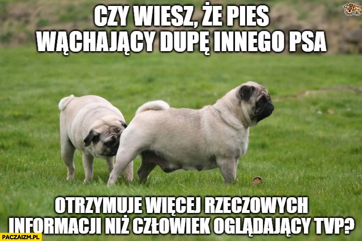 
    Czy wiesz, że pies wąchający dupę innego psa otrzymuje więcej rzeczowych informacji niż człowiek oglądający TVP