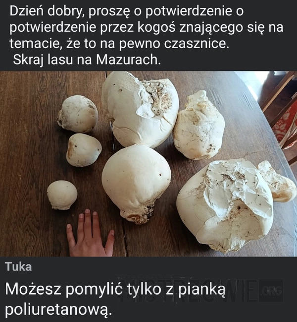 
    Pytanie o grzyby