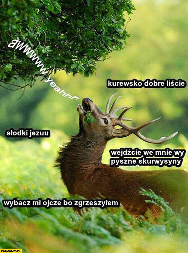 
    Jeleń dobre liście wejdzcie we mnie wy pyszne skurwysyny