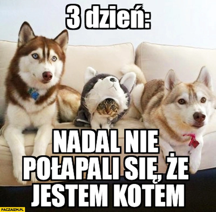 
    Dzień 3 nadal nie połapali się że jestem kotem husky