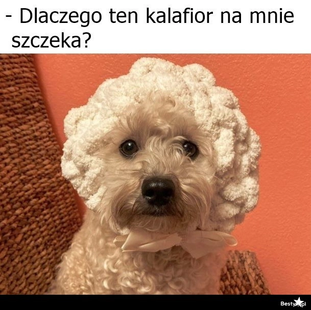 
    Dziwny jakiś 