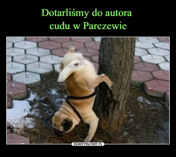 
    Dotarliśmy do autora 
cudu w Parczewie