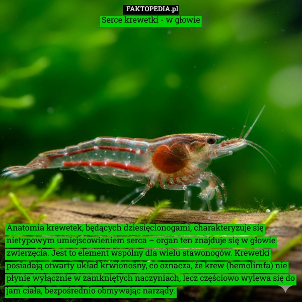 
    Anatomia krewetek, będących dziesięcionogami, charakteryzuje się nietypowym