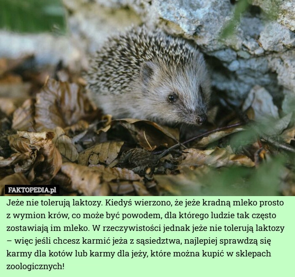 
    Jeże nie tolerują laktozy. Kiedyś wierzono, że jeże kradną mleko prosto