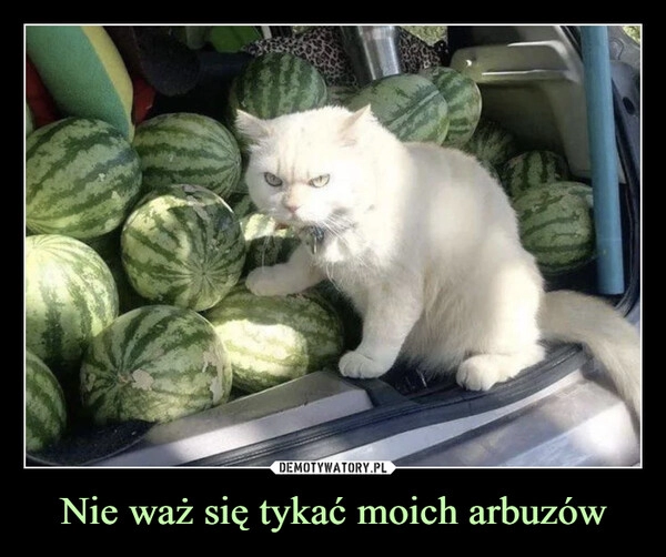 
    Nie waż się tykać moich arbuzów 