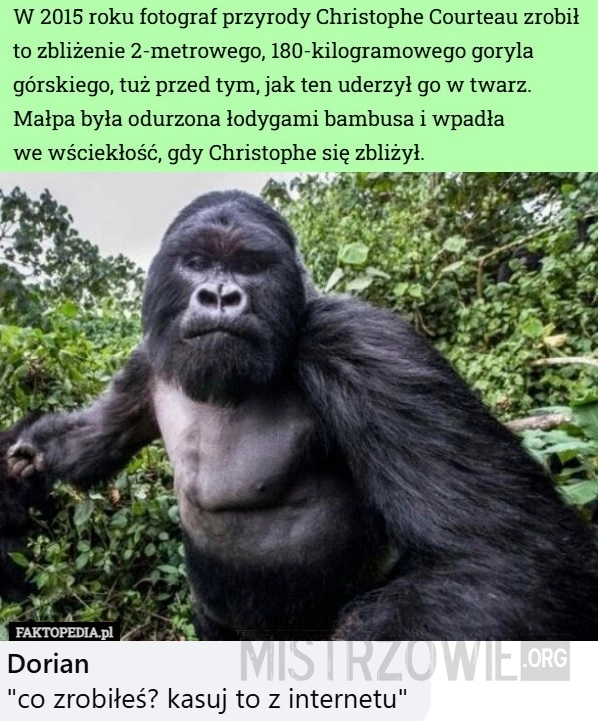 
    Goryl