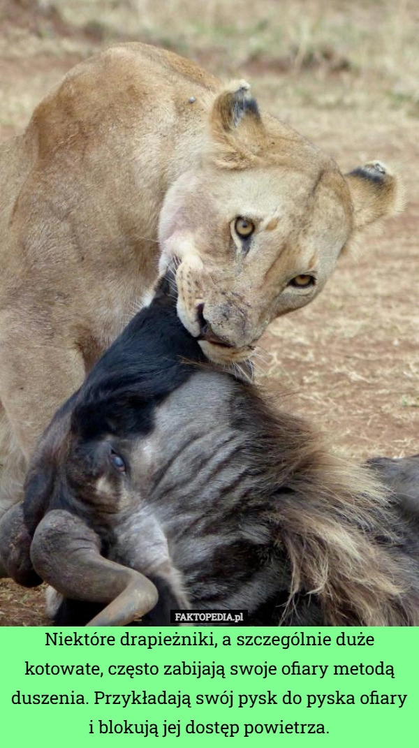 
    Niektóre drapieżniki, a szczególnie duże kotowate, często zabijają swoje