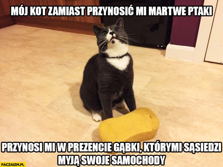 
    Kot zamiast przynosić martwe ptaki przynosi gąbki