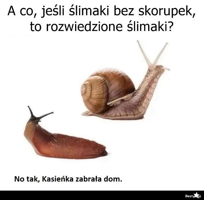 
    Ślimaki bez skorupek 