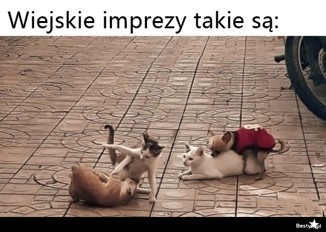 
    Wiejskie imprezy 