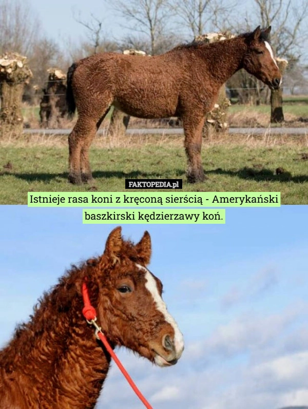 
    Istnieje rasa koni z kręconą sierścią - Amerykański baszkirski kędzierzawy