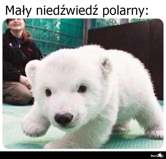 
    Mały niedźwiedź polarny 