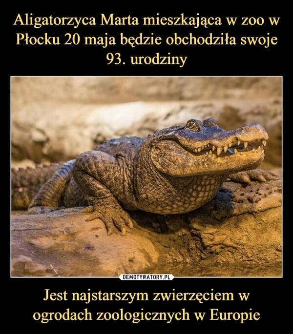 
    Aligatorzyca Marta mieszkająca w zoo w Płocku 20 maja będzie obchodziła swoje 93. urodziny Jest najstarszym zwierzęciem w ogrodach zoologicznych w Europie