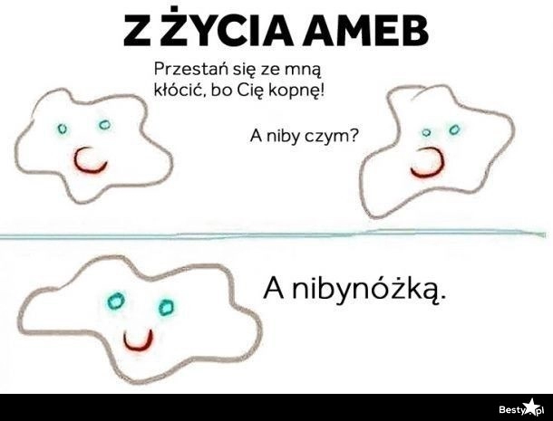 
    Z życia ameb 