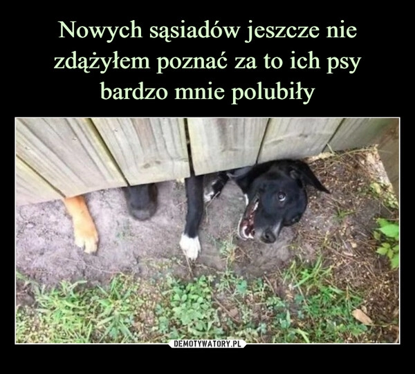 
    Nowych sąsiadów jeszcze nie zdążyłem poznać za to ich psy bardzo mnie polubiły