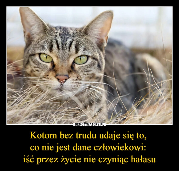 
    Kotom bez trudu udaje się to, 
co nie jest dane człowiekowi: 
iść przez życie nie czyniąc hałasu