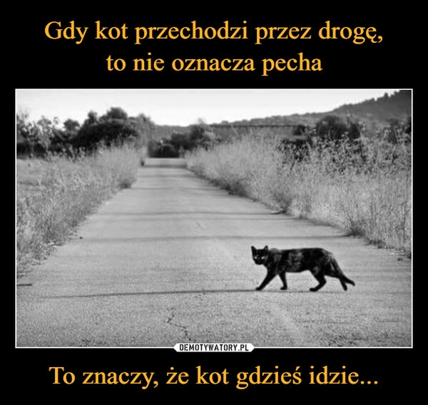 
    Gdy kot przechodzi przez drogę,
to nie oznacza pecha To znaczy, że kot gdzieś idzie...