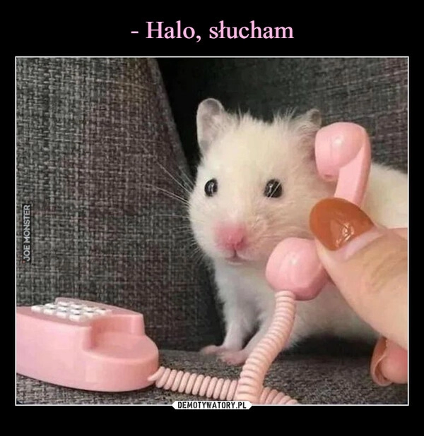 
    - Halo, słucham