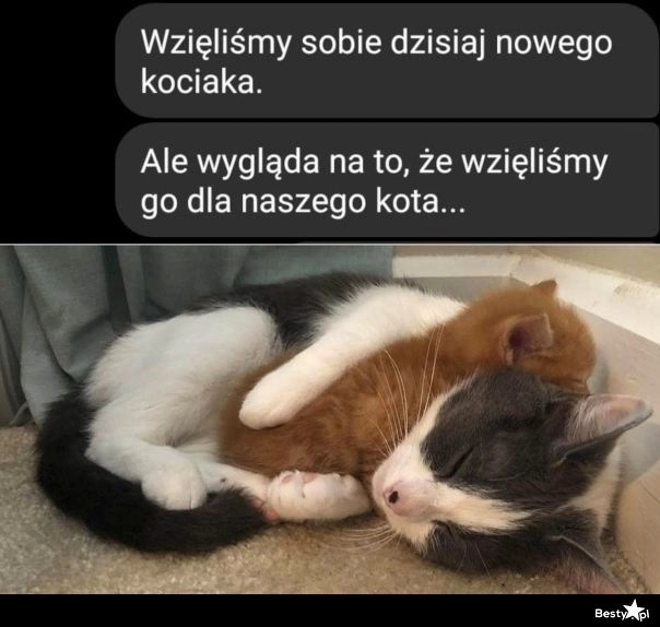 
    Nowy kociak w domu 