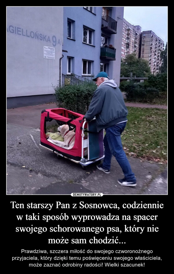 
    Ten starszy Pan z Sosnowca, codziennie w taki sposób wyprowadza na spacer swojego schorowanego psa, który nie może sam chodzić... 