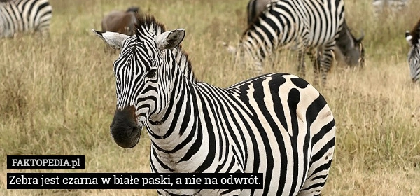 
    Zebra jest czarna w białe paski, a nie na odwrót.