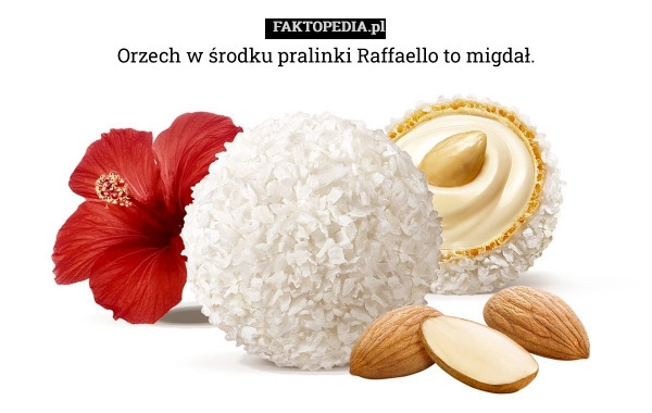 
    Orzech w środku pralinki Raffaello to migdał.