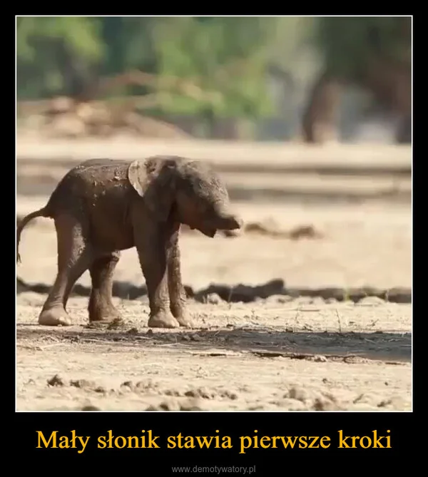
    Mały słonik stawia pierwsze kroki