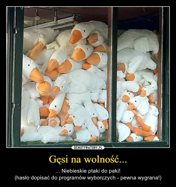 
    Gęsi na wolność...