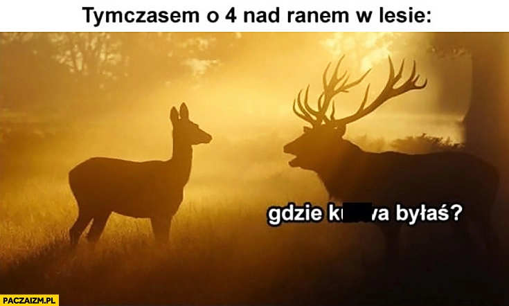 
    Tymczasem o 4 nad ranem w lesie gdzie ty kurna byłaś zwierzęta