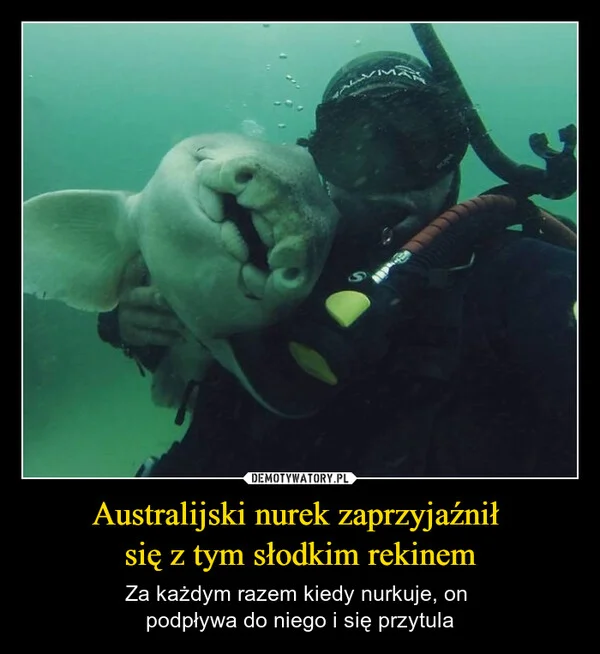 
    Australijski nurek zaprzyjaźnił się z tym słodkim rekinem