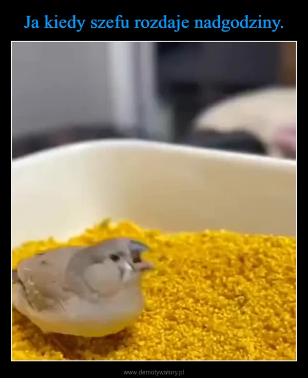 Ja kiedy szefu rozdaje nadgodziny.