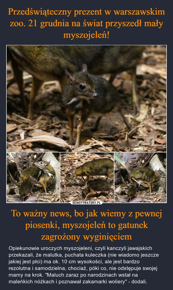 
    Przedświąteczny prezent w warszawskim zoo. 21 grudnia na świat przyszedł mały myszojeleń! To ważny news, bo jak wiemy z pewnej piosenki, myszojeleń to gatunek zagrożony wyginięciem