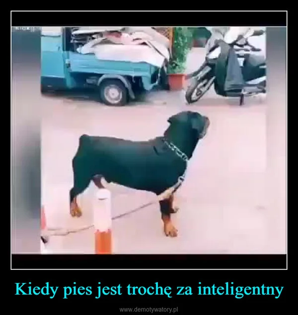 
    Kiedy pies jest trochę za inteligentny
