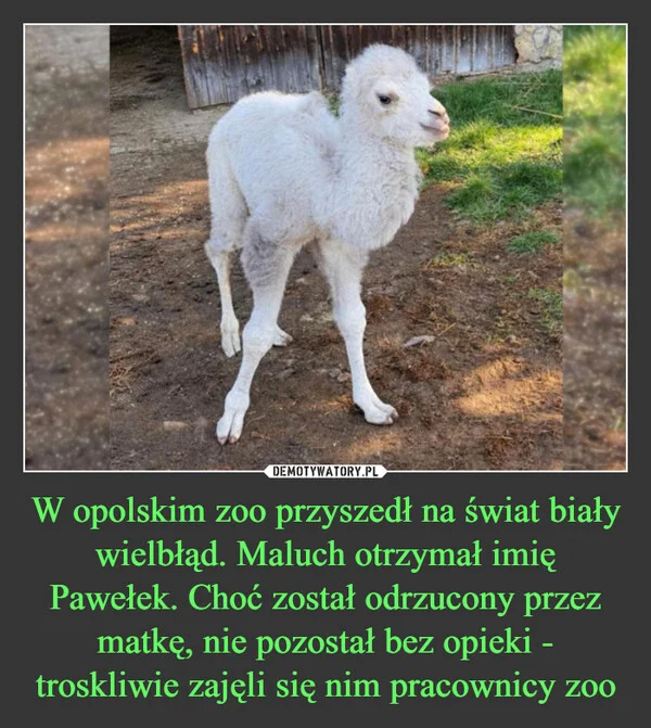 
    W opolskim zoo przyszedł na świat biały wielbłąd. Maluch otrzymał imię Pawełek. Choć został odrzucony przez matkę, nie pozostał bez opieki - troskliwie zajęli się nim pracownicy zoo