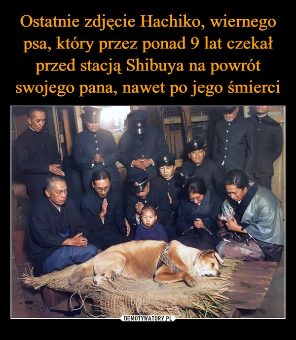 
    Ostatnie zdjęcie Hachiko, wiernego psa, który przez ponad 9 lat czekał przed stacją Shibuya na powrót swojego pana, nawet po jego śmierci