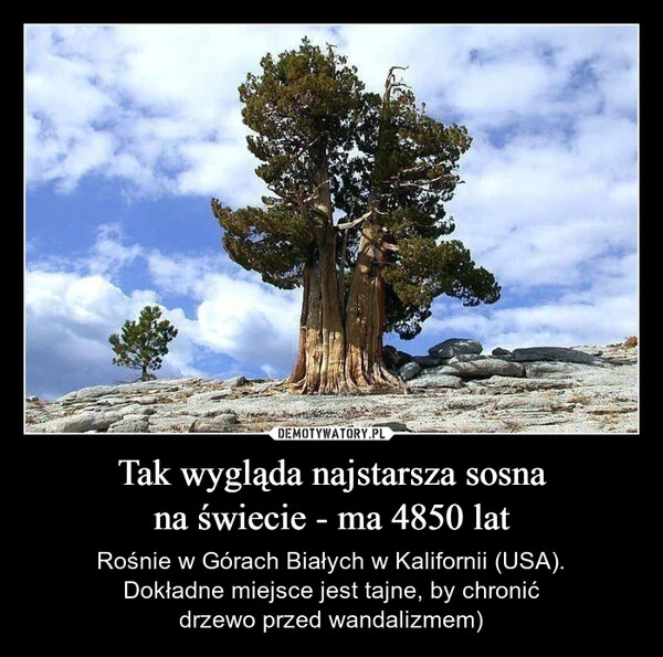 Tak wygląda najstarsza sosna na świecie - ma 4850 lat