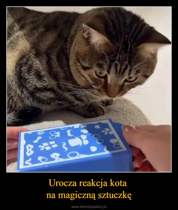 
    Urocza reakcja kota na magiczną sztuczkę