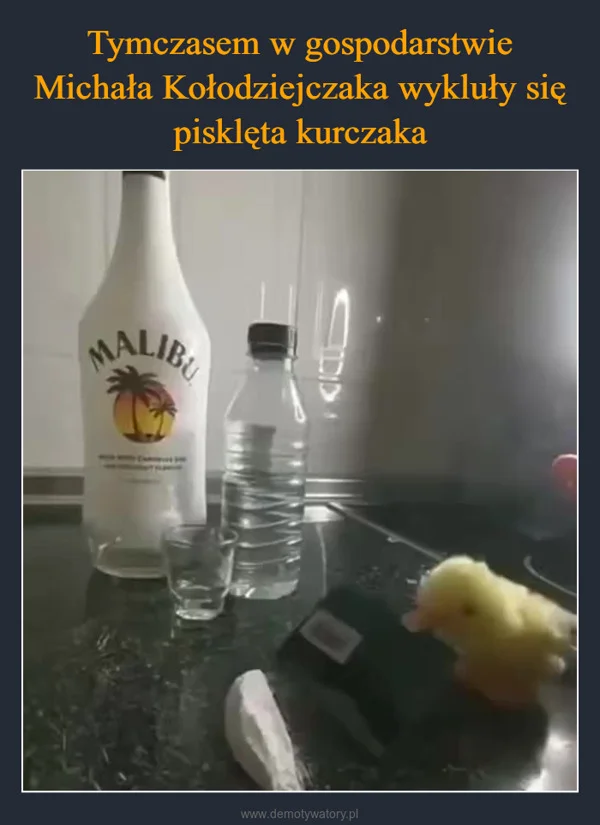 Tymczasem w gospodarstwie Michała Kołodziejczaka wykluły się pisklęta kurczaka
