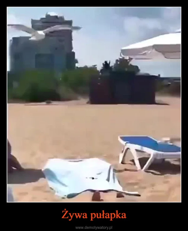 
    Żywa pułapka