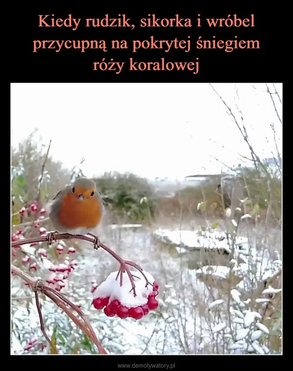 
    Kiedy rudzik, sikorka i wróbel przycupną na pokrytej śniegiem róży koralowej