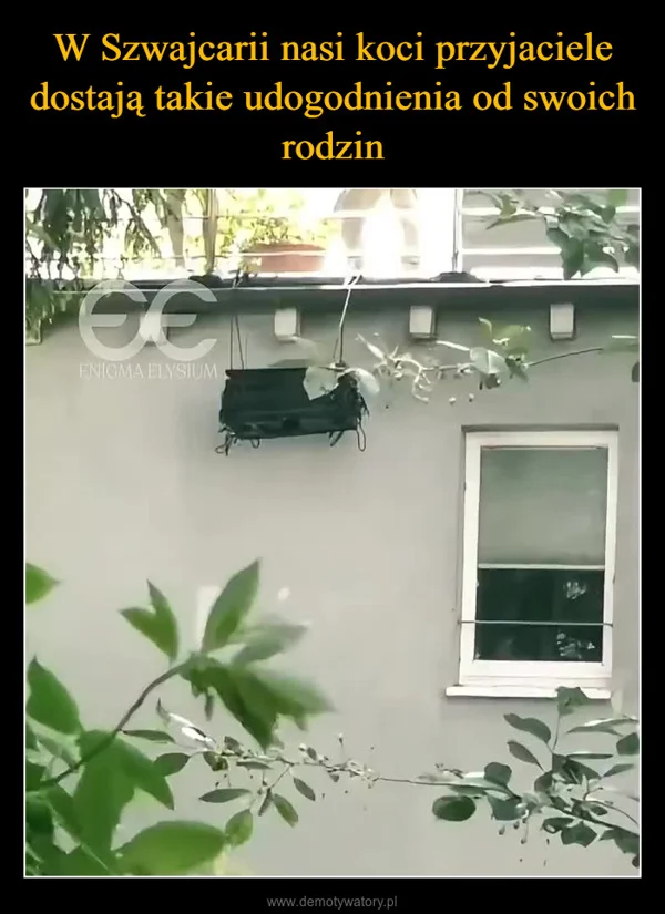 
    W Szwajcarii nasi koci przyjaciele dostają takie udogodnienia od swoich rodzin