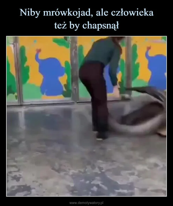 
    Niby mrówkojad, ale człowieka też by chapsnął
