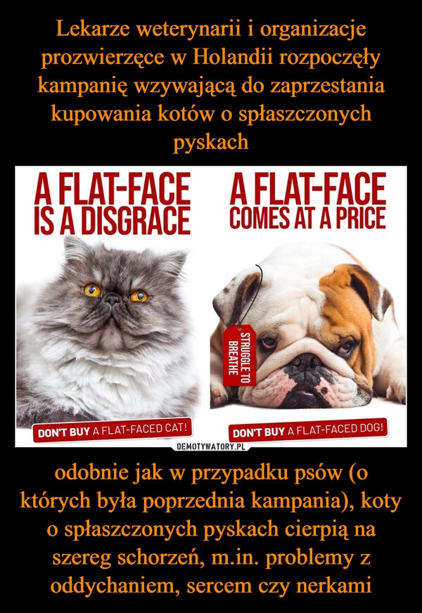 
    Lekarze weterynarii i organizacje prozwierzęce w Holandii rozpoczęły kampanię wzywającą do zaprzestania kupowania kotów o spłaszczonych pyskach odobnie jak w przypadku psów (o których była poprzednia kampania), koty o spłaszczonych pyskach cierpią na szereg schorzeń, m.in. problemy z oddychaniem, sercem czy nerkami