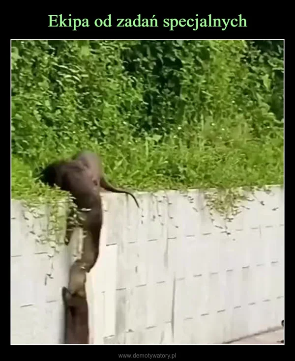 
    Ekipa od zadań specjalnych